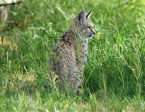 Bobcat photographed in Nevada