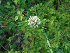 Valeriana italica