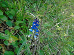 Bellevalia dubia boissieri