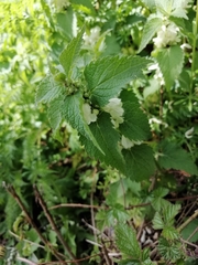 Lamium album
