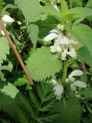 Lamium album