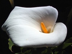 Zantedeschia aethiopica