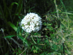 Valeriana italica
