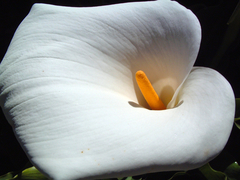 Zantedeschia aethiopica