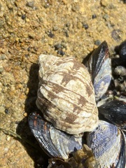 Mexacanthina