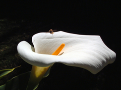 Zantedeschia aethiopica