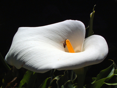 Zantedeschia aethiopica
