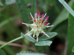 Trifolium spumosum