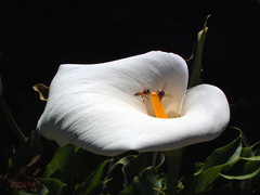 Zantedeschia aethiopica