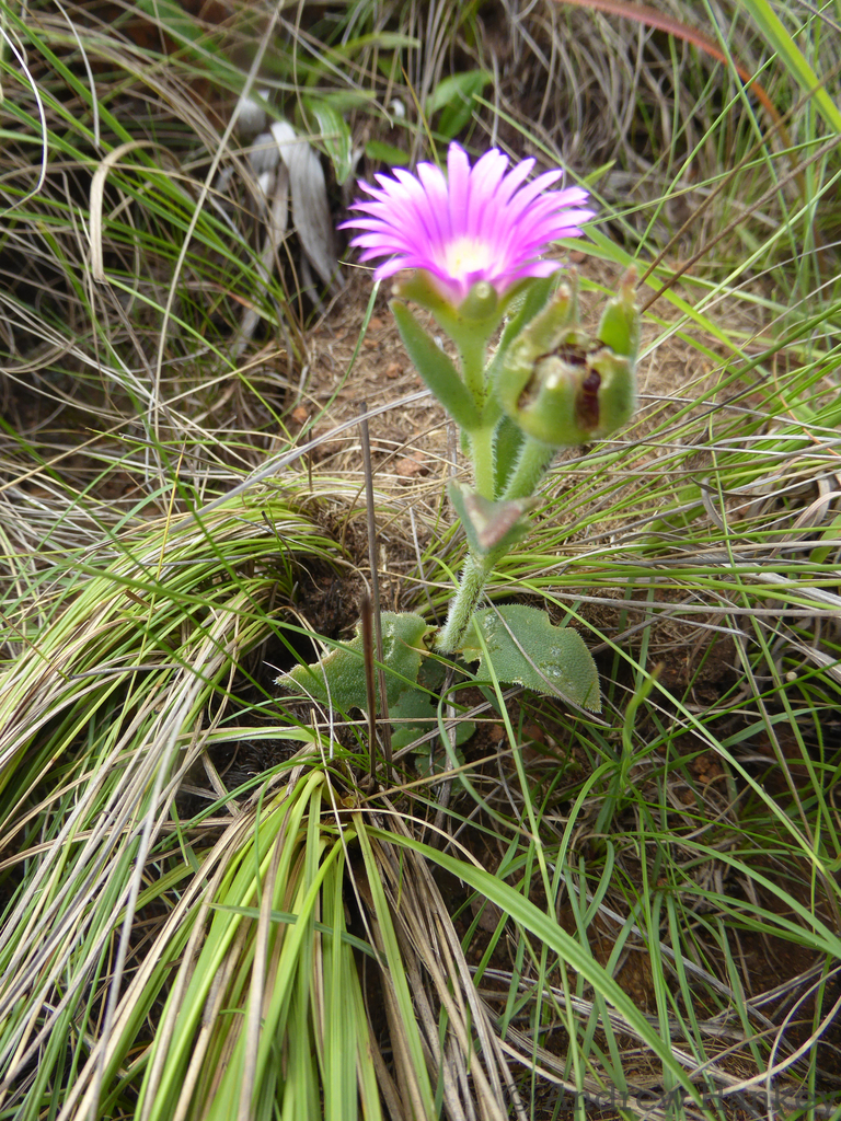Delosperma ashtonii 2