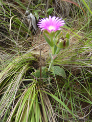Delosperma ashtonii
