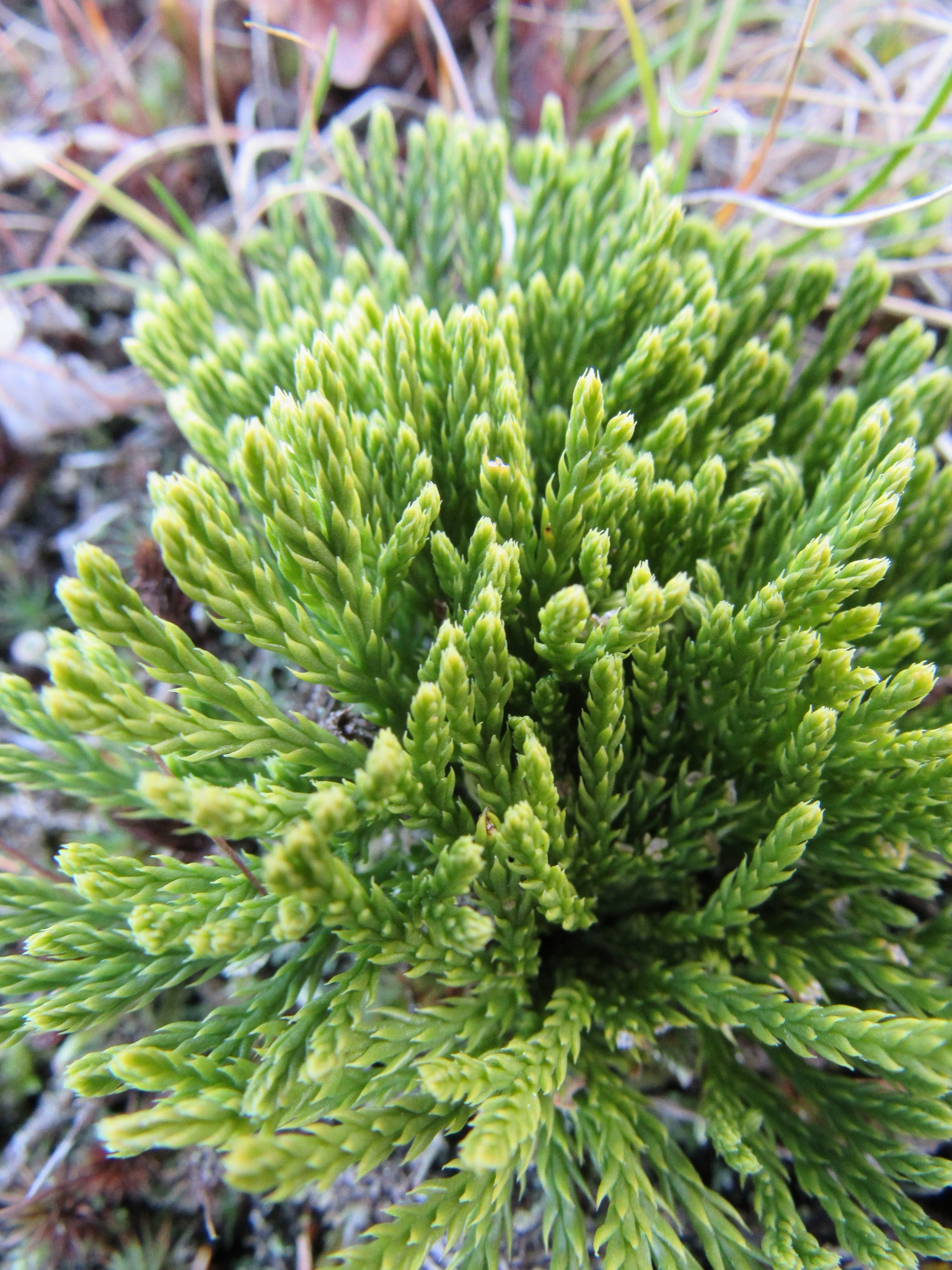 Diphasiastrum sabinifolium (Willd.) Holub