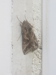 Cornutiplusia circumflexa