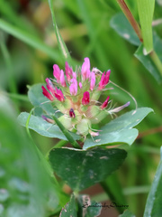 Trifolium spumosum