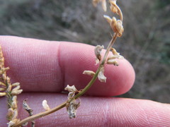 Melilotus albus image