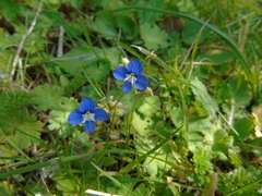 Veronica glauca