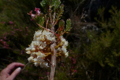 Cuscuta africana