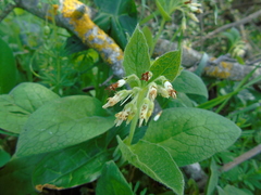 Symphytum bulbosum