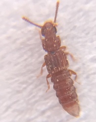 Thoracophorus costalis