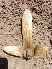 Oreomunnea pterocarpa image