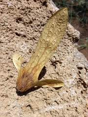 Oreomunnea pterocarpa