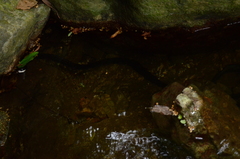 Chironius grandisquamis