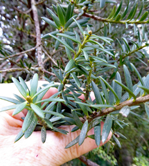 Podocarpus laetus