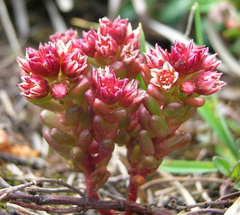 Sedum atratum