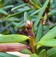 Podocarpus laetus
