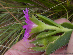 Delosperma ashtonii