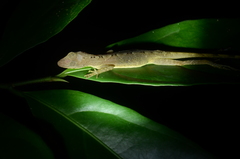 Anolis zeus