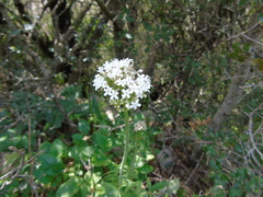 Valeriana italica