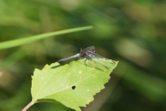 Erythrodiplax melanorubra