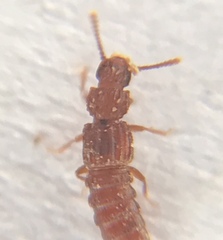Thoracophorus costalis