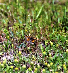 Phyciodes phaon