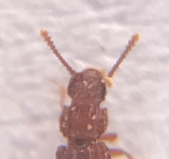 Thoracophorus costalis