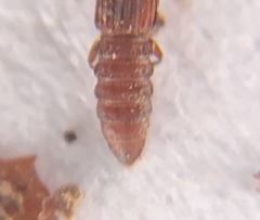 Thoracophorus costalis