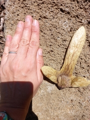 Oreomunnea pterocarpa