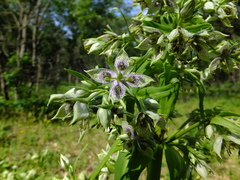 Frasera caroliniensis