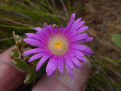 Delosperma ashtonii