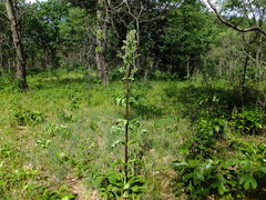 Frasera caroliniensis