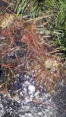 Juncus bulbosus