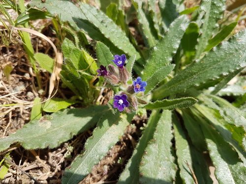 Undulate Alkanet