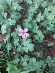 Oxalis hispidula