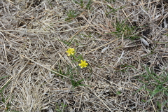 Ranunculus rhomboideus
