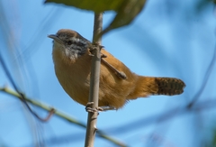 Cantorchilus guarayanus