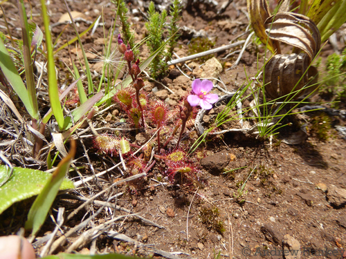 Drosera collinsiae