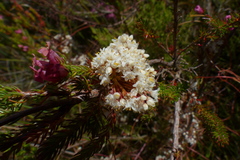 Cuscuta africana