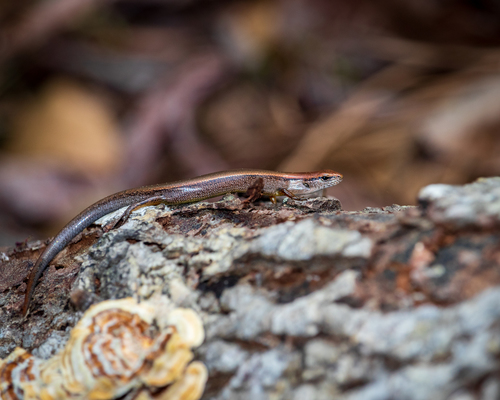 Little Brown Skink, Nags Head, NC 27959, USA, photo 9 of 10