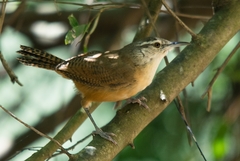 Cantorchilus leucotis